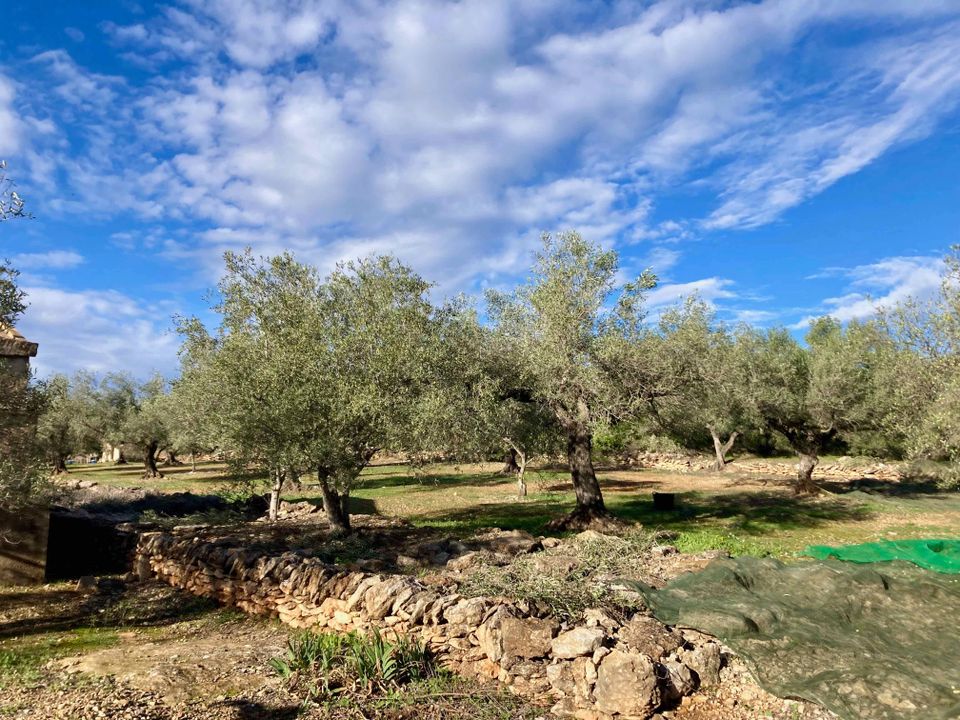 Finca i El Perello, Tarragona - bilde 5